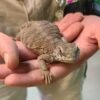 Egyptian Uromastyx
