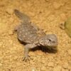 Egyptian Uromastyx - Image 3