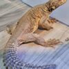 Egyptian Uromastyx - Image 2