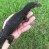 Black Dragon Water Monitor - Image 2