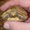 Elongated Tortoise Baby