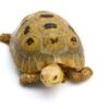 Elongated Tortoise Baby - Image 2