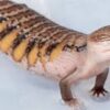 Indonesian Blue Tongue Skink Baby - Image 2