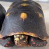 Red Foot Tortoise Sub Adult