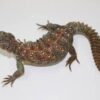 Sudanese Uromastyx