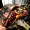 Red Foot Tortoise Sub Adult - Image 2