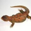 Sudanese Uromastyx - Image 2