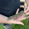 Pastel Blue Tail Monitor Baby (Jayapura) #61124
