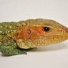 Caiman Lizard Baby - Image 2