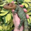 Caiman Lizard Baby