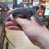 Indonesian Mangrove Monitor Baby (Meruake)