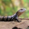 Halmahera Blue Tongue Skink