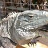 Lewisi Hybrid Iguana