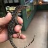Indonesian Mangrove Monitor Baby (Meruake) - Image 2