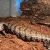 Halmahera Blue Tongue Skink - Image 2