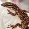 Red Ackie Monitor Baby