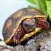 Red Foot Tortoise Baby - Image 3