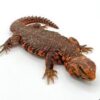 Red Nigerian Uromastyx