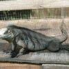 Lewisi Hybrid Iguana - Image 3
