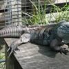 Lewisi Hybrid Iguana - Image 2