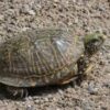 Desert Ornate Box Turtle