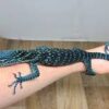 Blue Tree Monitor