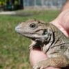 Rhino Iguana Baby