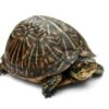 Desert Ornate Box Turtle - Image 2