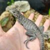 Rhino Iguana Baby - Image 2
