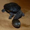 Snake Neck Turtle Baby