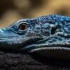 Blue Tree Monitor - Image 2