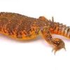 Red Nigerian Uromastyx Baby