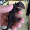 Red Eye Crocodile Skink Baby