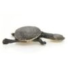 Snake Neck Turtle Baby - Image 2