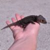 Red Eye Crocodile Skink Baby - Image 2