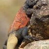Red and Black Chuckwalla - Image 2