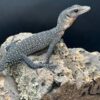 Peach Throat Monitor Baby - Image 2