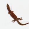 Red Ackie Monitor Baby - Image 2