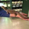 Yellow Ackie Monitor Adults