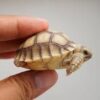 Sulcata Tortoise Baby