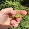 Clown Red Ear Slider Turtle Baby