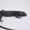 Melanistic Jeweled Lacerta