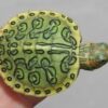 Clown Red Ear Slider Turtle Baby - Image 2