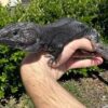 Melanistic Jeweled Lacerta - Image 2