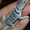 Eastern Collared Lizard Baby