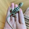 Eastern Collared Lizard Baby - Image 2