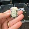 Parker’s Snake Neck Turtle Baby