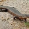 Juvenile Giant Plated Lizard