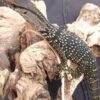 Baby Black Roughneck Monitor