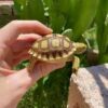 Sulcata Tortoise Baby - Image 2